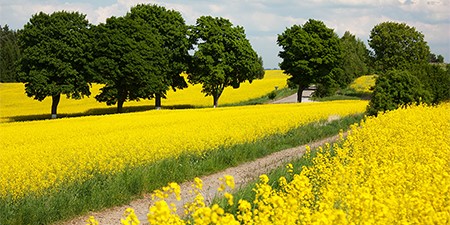 Crop Rape Seed